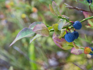 Blueberries in a forest