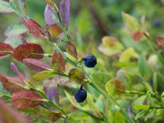 Blueberries in a forest