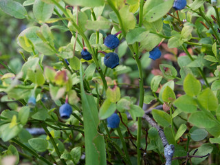 Blueberries in a forest