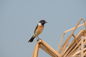 Siberian stonechat or Asian stonechat is a recently validated species of the Old World flycatcher family. It breeds in temperate Asia and easternmost Europe and winters in the Old World tropics.