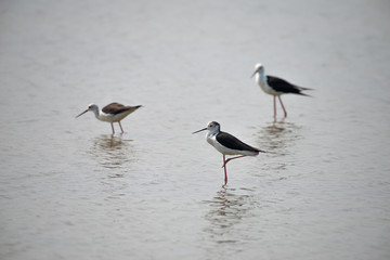 Black-winged stilt have breeding habitat of all these stilts is marshes, shallow lakes and ponds. Some populations are migratory and move to the ocean coasts in winter