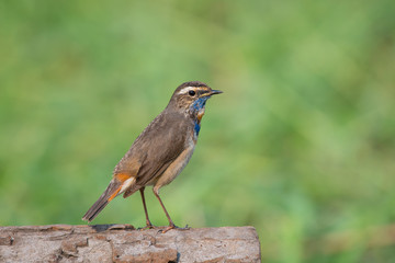 Male Bluethroats from Alaska, Bluethroat is one of the handful of birds that breed in North America and winter in Asia.