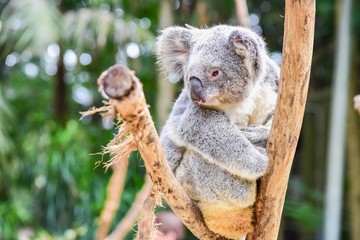 Naklejka premium Słodki miś koala australijski siedzący na drzewie w Featherdale Wildlife Park