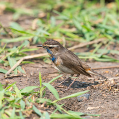 Male Bluethroats from Alaska, Bluethroat is one of the handful of birds that breed in North America and winter in Asia.