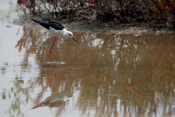 Black-winged stilt have breeding habitat of all these stilts is marshes, shallow lakes and ponds. Some populations are migratory and move to the ocean coasts in winter
