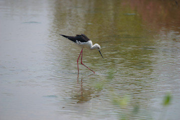 Black-winged stilt have breeding habitat of all these stilts is marshes, shallow lakes and ponds. Some populations are migratory and move to the ocean coasts in winter
