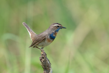 Male Bluethroats from Alaska, Bluethroat is one of the handful of birds that breed in North America and winter in Asia.