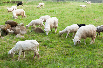 Obraz na płótnie Canvas Rotorua sheep, agriculture field. Flock animal, countryside.