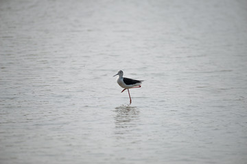 Black-winged stilt have breeding habitat of all these stilts is marshes, shallow lakes and ponds. Some populations are migratory and move to the ocean coasts in winter