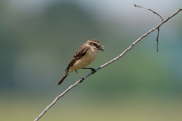 Female Siberian stonechat or Asian stonechat is a recently validated species of the Old World flycatcher family. 