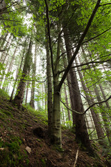 Beautiful and scary wild forest.