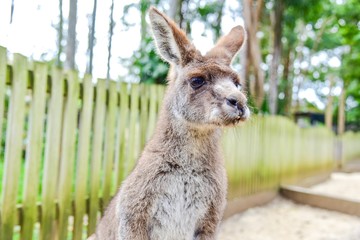 Close-Up View of a Kangaroo at Featherdale Wildlife Park
