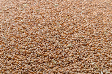 Wheat grain close-up
