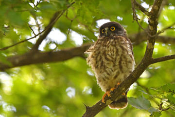 アオバズクの幼鳥