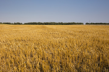 Stoppelfeld, Nordrhein-Westfalen, Deutschland, Europa