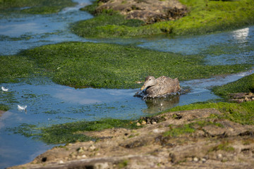 Common eider (Somateria mollissima) foraging at coast