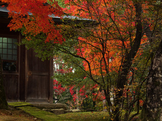 Fototapeta na wymiar 日本の紅葉