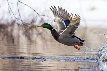 Mallard drake in spring