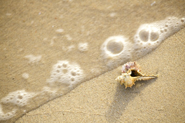 shell that is placed at the beach by the sea in the morning, see and feel the peace