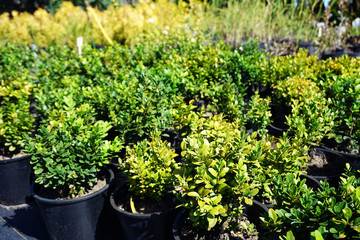 Fototapeta na wymiar Plants buxus in pots on sale. Ornamental plants for the home garden