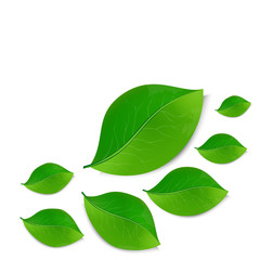 Fototapeta na wymiar green leaves on white background