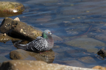 Rock dove (Columba livia) preening and bathing in rock pool