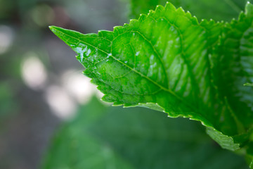 Green leaf macro background.