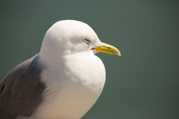 Black-legged kittiwake (Rissa tridactyla close up of resting, sleeping, at breeding nest site