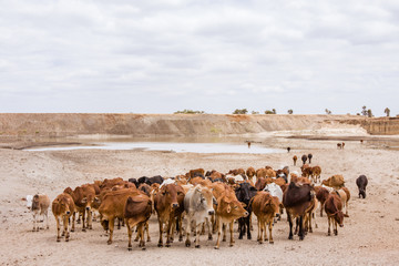 Naklejka na ściany i meble Herd of Maasai Cows walking in a dry land.