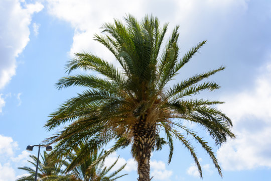high green palm tree against blue sky and clouds