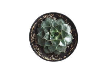 Succulent plant isolated