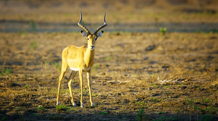 impala in the savannah