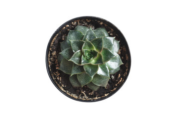 Succulent plant isolated