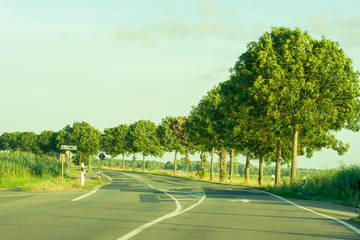A roadway in Germany and growing trees with green leaves