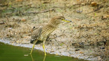 Birds walk for fish to eat by the swamp.