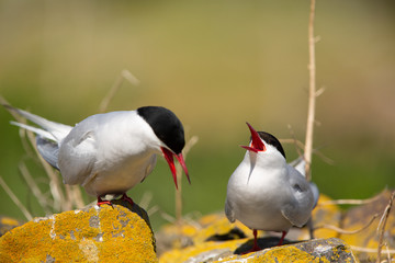 Arctic tern (Sterna paradisaea) pair at nest site calling