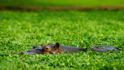 wild hippopotamus head in the grass and lank