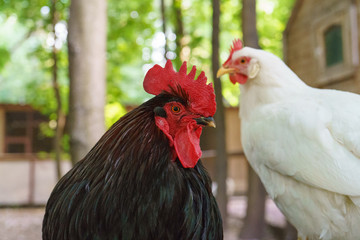 Black rooster and white hen