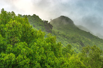 green trees on mountain with rainy and fog in morning