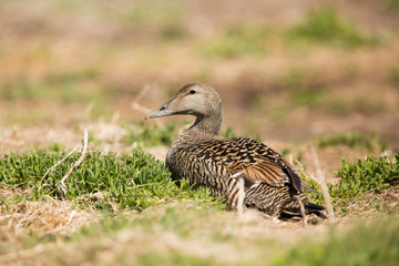 Female Comon Eider  (Somateria mollissima) on nest