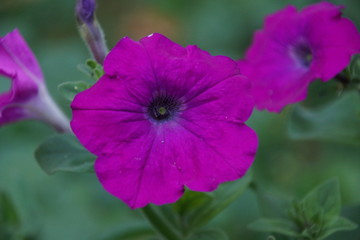 Fototapeta premium петунья