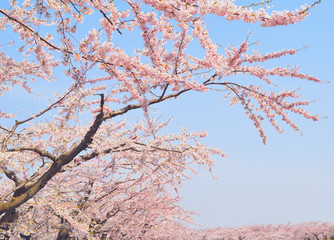 桜　春　素材