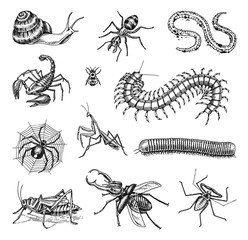 Big set of insects. Vintage Pets in house. Bugs Beetles Scorpion Snail, Whip Spider, Worm Centipede Ant Locusts, Mantis Bee. Amblypygi, Lucanus cervus, Scolopendra Julida. Engraved Vector illustration