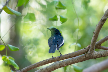 Oriental magpie-robin. They are distinctive black and white birds with a long tail that is held upright as they forage on the ground or perch conspicuously. they are common birds in urban gardens