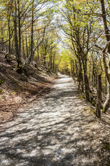 Obraz premium Shady May beech tree path on the French Napoleon Route in the Spanish Pyrenees Mountains