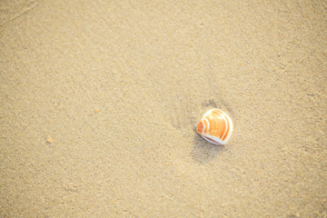 shell that is placed at the beach by the sea in the morning, see and feel the peace