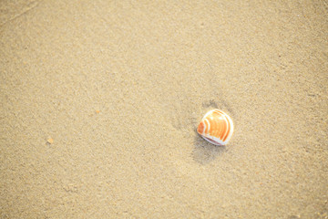 Obraz premium shell that is placed at the beach by the sea in the morning, see and feel the peace