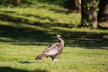 Wild Turkey