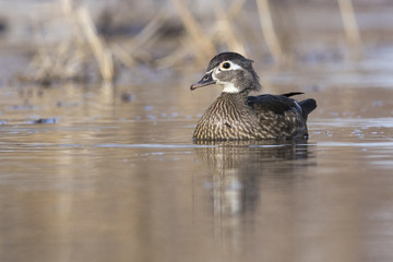 beautiful wood duck in spring