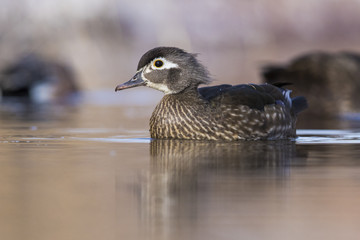 beautiful wood duck in spring